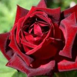 Vysoké a nízke ruže: odrody a odrody