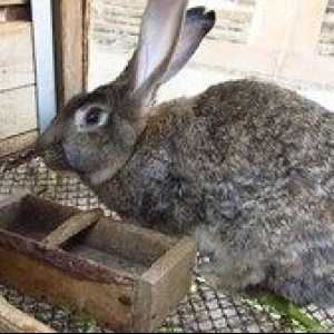 Poráža králiky: ako správne skóre králika, metódy