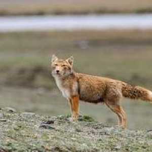 Tajomný a úžasný predátor - tibetská líška