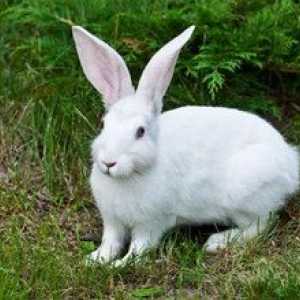 Králik-zajac: popis, biotop, čo sa živí a ako sa množia