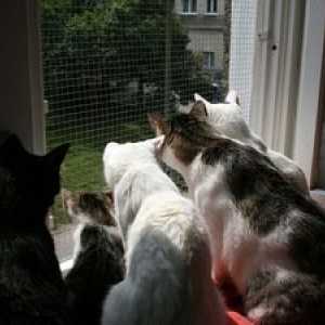 Ochranná sieť proti komárom na oknách pre bezpečnosť mačiek