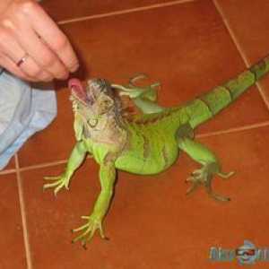 Zelená alebo obyčajná iguana doma