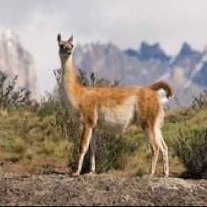 Animal lama: opis miesta, kde žije, história