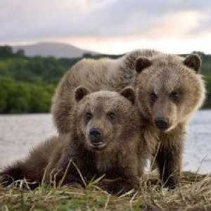 Zvieratá Bajkal: unikátni obyvatelia brehov jazera