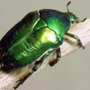 Beetle bronzovka: znaky, larvy a poškodenie zeleného chrobáka