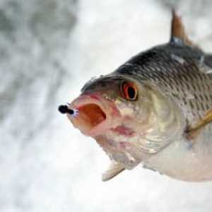 Zimný rybolov - chytenie roach na mormyshku