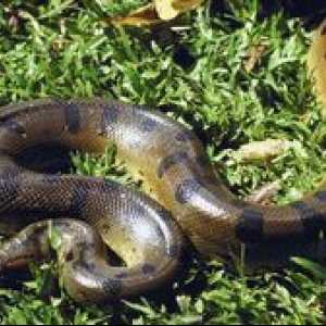 Snake python - ako to vyzerá, či je jedovaté alebo nie
